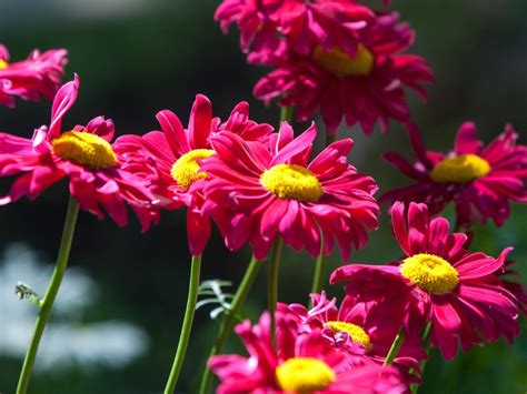 Painted Daisy Perennials - Tips For Growing Painted Daisies