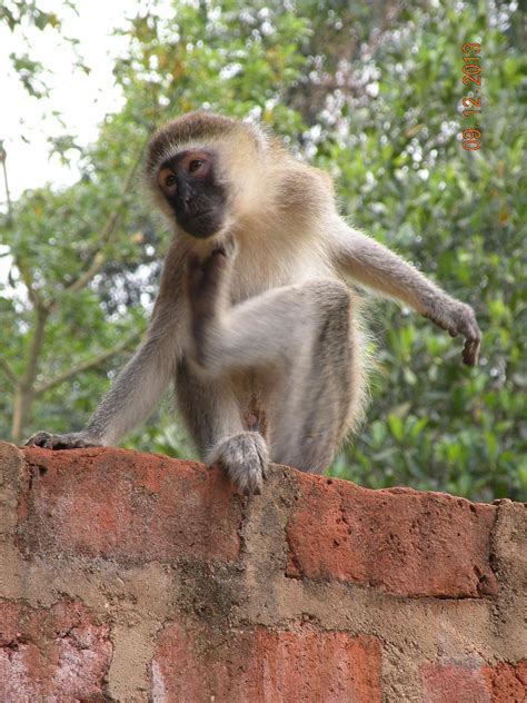 BANANA VILLAGE (Entebbe) - Guesthouse Reviews, Photos, Rate Comparison ...