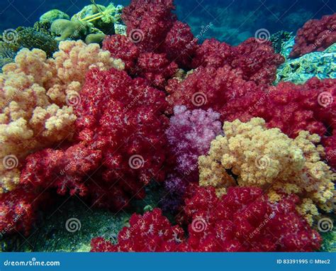 Colorful coral reef stock image. Image of maldives, fiji - 83391995