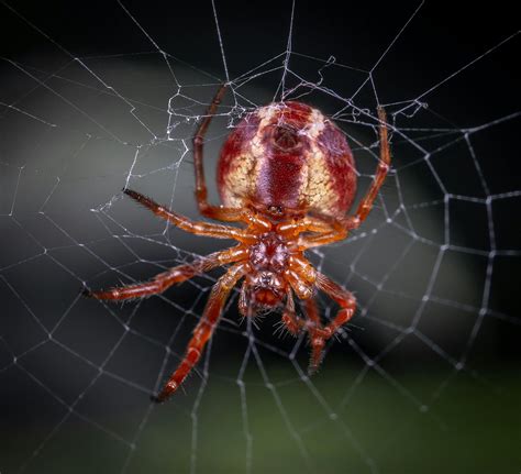 Spider Web Website HTML CSS JavaScript 的图像结果