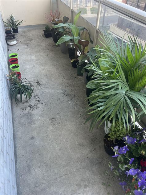 Stuck At 50 Degrees Outside Can I Leave My Plants Out
