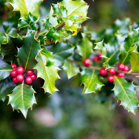 20 Low Maintenance Bushes That Looks Stunning In Front Of House - Time ...