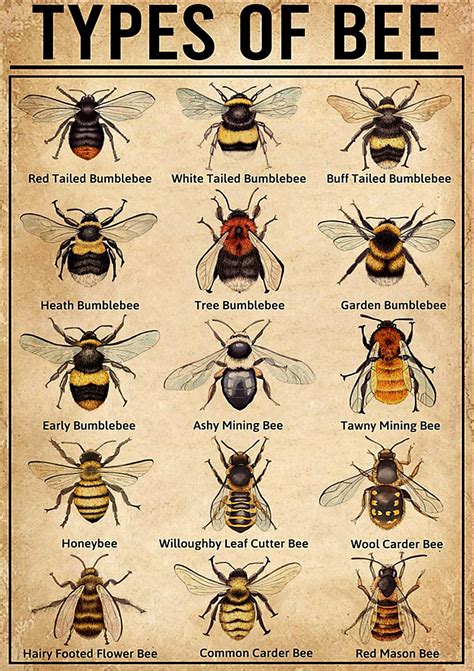 Types of bee poster bee poster – Artofit