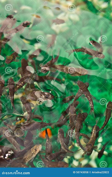 Garra Rufa. Doctor Fish. Relaxing Pedicure Spa Treatment. Stock Photo ...