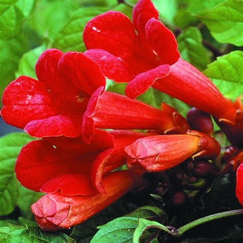 Flamenco Red Trumpet Vine | Hummingbird Magnet Fiery Blooms