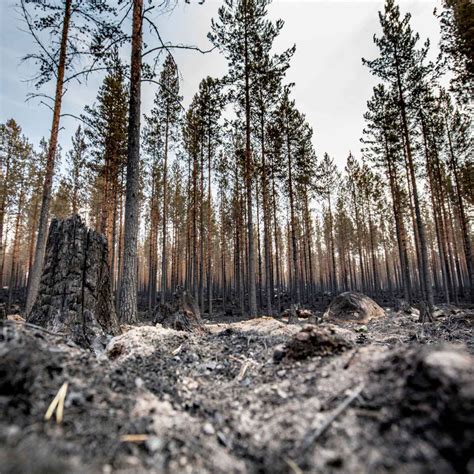 “How to Remember Heat” by Michelle Murphy - Read Me a Poem | Acast