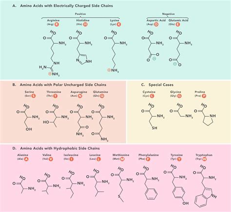 Classification of Side Chains of Amino Acids - True value dental Institute