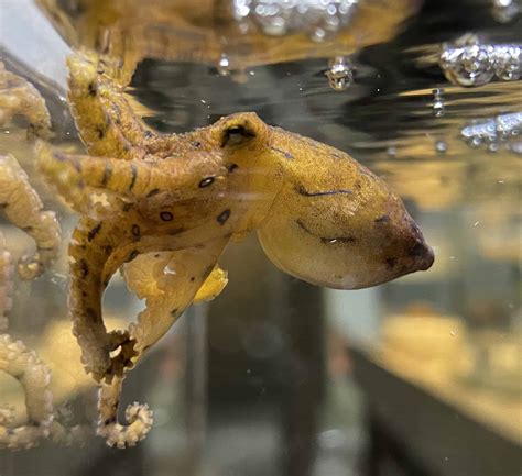 Venomous love: These male octopuses inject venom into females so they can escape being eaten