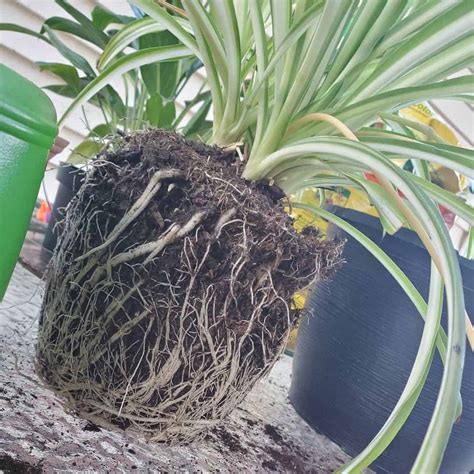 7 Signs of An Overwatered Spider Plant + Prevention Tips