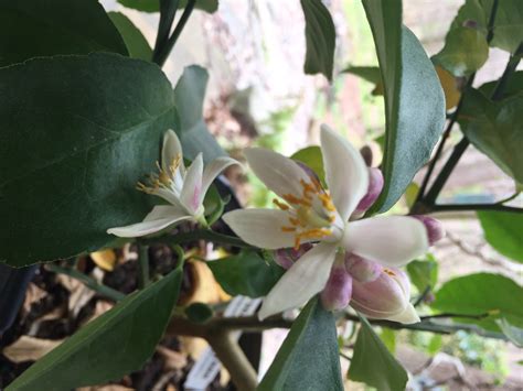 Growing the Dwarf Meyer Lemon Tree for Delicious Fruit, Fragrant ...