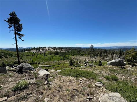 Rare toad raised in San Francisco relocates to Yosemite National Park - Los Angeles Times