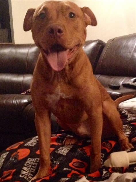 Cute Red Nose Pitbull Puppies