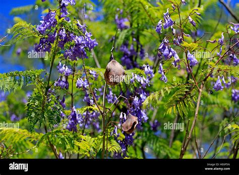 Image result for Inline JavaScript Example