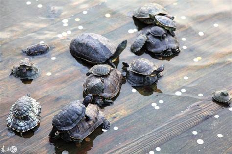 厦门：南普陀寺放生池“龟满为患” 将被捕捞至水库 - 每日头条