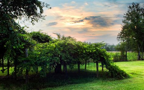 Nature Plant 的图像结果