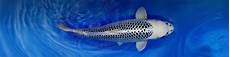 kffisch online kaufen koi shop koi karpfen kaufen kois fisch importe kffisch online kaufen koi shop koi karpfen kaufen kois fisch importe