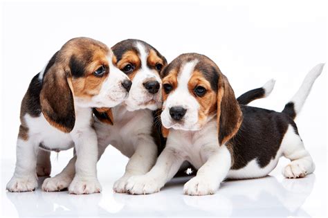 Beagles Dog Wallpaper