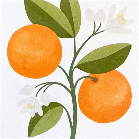Florida Orange Blossom Facts at Sam Cawthorn blog