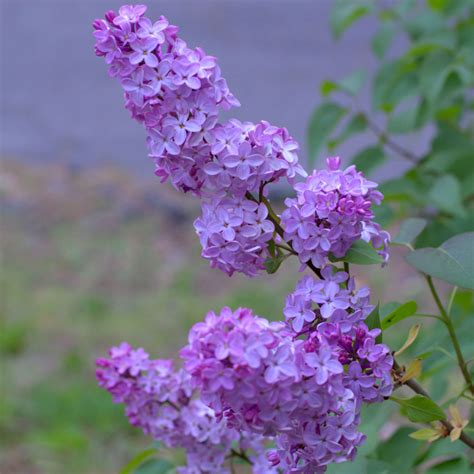 How To Trim A Lilac Bush After It Blooms at Wilbur Pritt blog