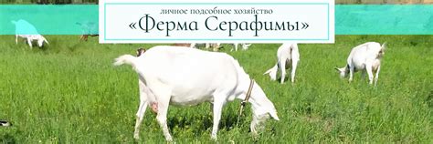 Фермерские продукты в Волгограде | Эко-продукты | 100 % натуральные ...