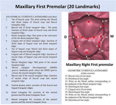 Anatomy Of Maxillary First Premolar