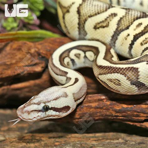 Superfly Ball Python 的图像结果