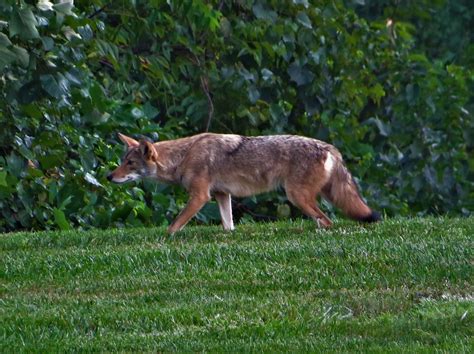 Record #1004606 Details - Maryland Biodiversity Project