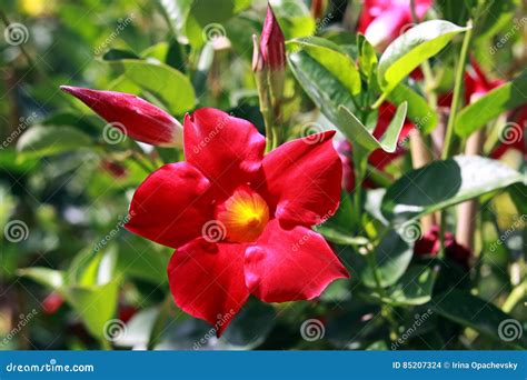 Dipladenia, Mandevilla Sanderi, Is A Annual Shrub. With Showy Pink, Red ...
