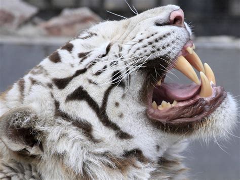 Siberian White Tigers Are