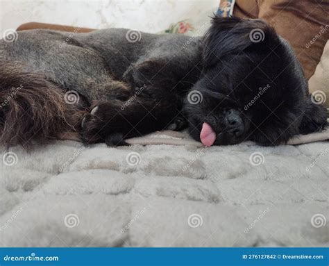 Kiki Sweet Dreams Dog Stock Photos - Free & Royalty-Free Stock Photos ...