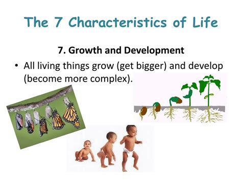 PPT - Characteristics of Living Things PowerPoint Presentation, free ...