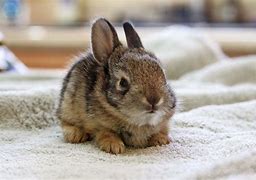 Image result for Wild Baby Bunnies Pets