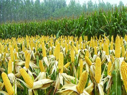 玉米用什么肥料能高产，玉米高产施肥技术要点 - 知乎