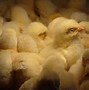 Image result for A Cute Chicken