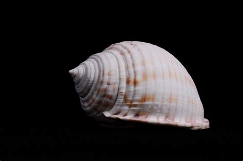 Image result for Shell Shapes