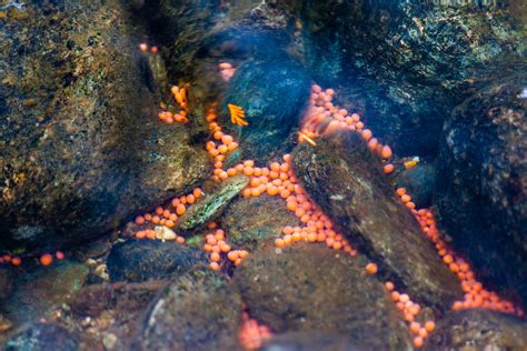 Where Do Fish Lay Their Eggs In A Pond at Georgia Farber blog