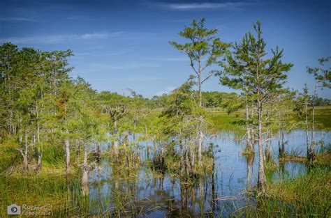 Visita a Grassy Water Preserve -West Palm Beach downtown - Andanzas de ...