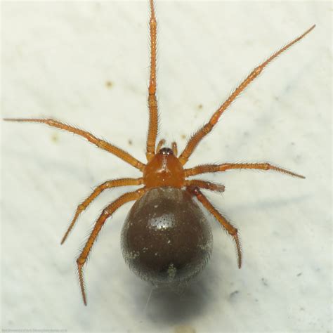 Arañas - orden Araneae - Biodiversidad Farallones del Citará