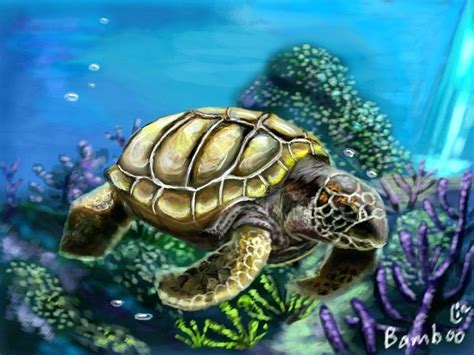 Realistic Turtle Drawing at PaintingValley.com | Explore collection of ...