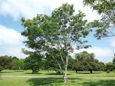 Robinia 'Purple Robe' - Purple Robe locust | The Dawes Arboretum