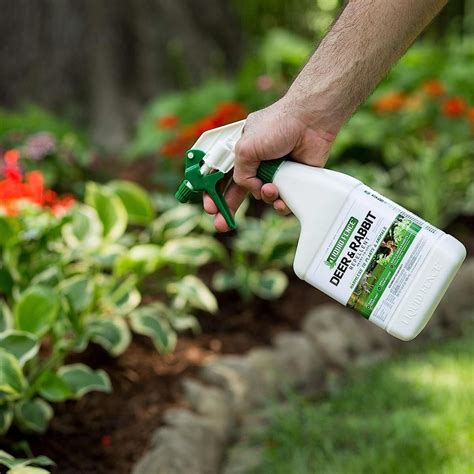 7 Best Rabbit Repellents of 2025 (Natural, Dog-Safe & More)