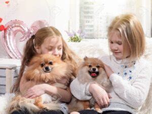 Image result for Cockapoo Terrier Mix