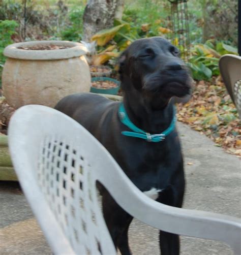 The Majestic Great Dane: A Comprehensive Guide