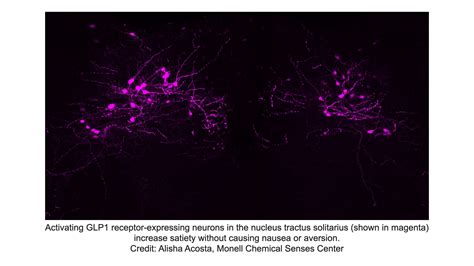 Nature Alhadeff GLP1 neurons in nucleus tractus solitarius (1) | 30Science.com