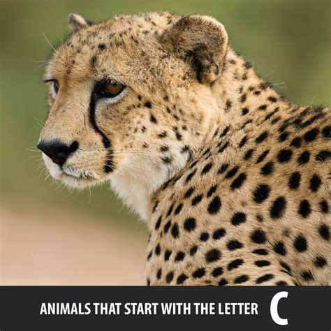 Animals That Start With The Letter P