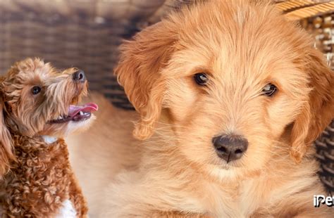 Image result for Grown Cockapoo