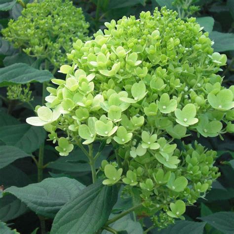 Hydrangea paniculata Limelight PBR AGM