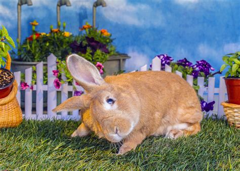 Image result for Rotating Head Rabbit