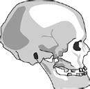 1Homo sapiens (modern human)2Australopithecus ...