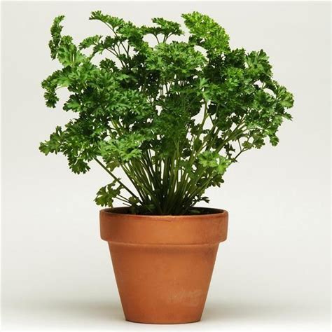 How to Use Fresh Curled Parsley 的图像结果